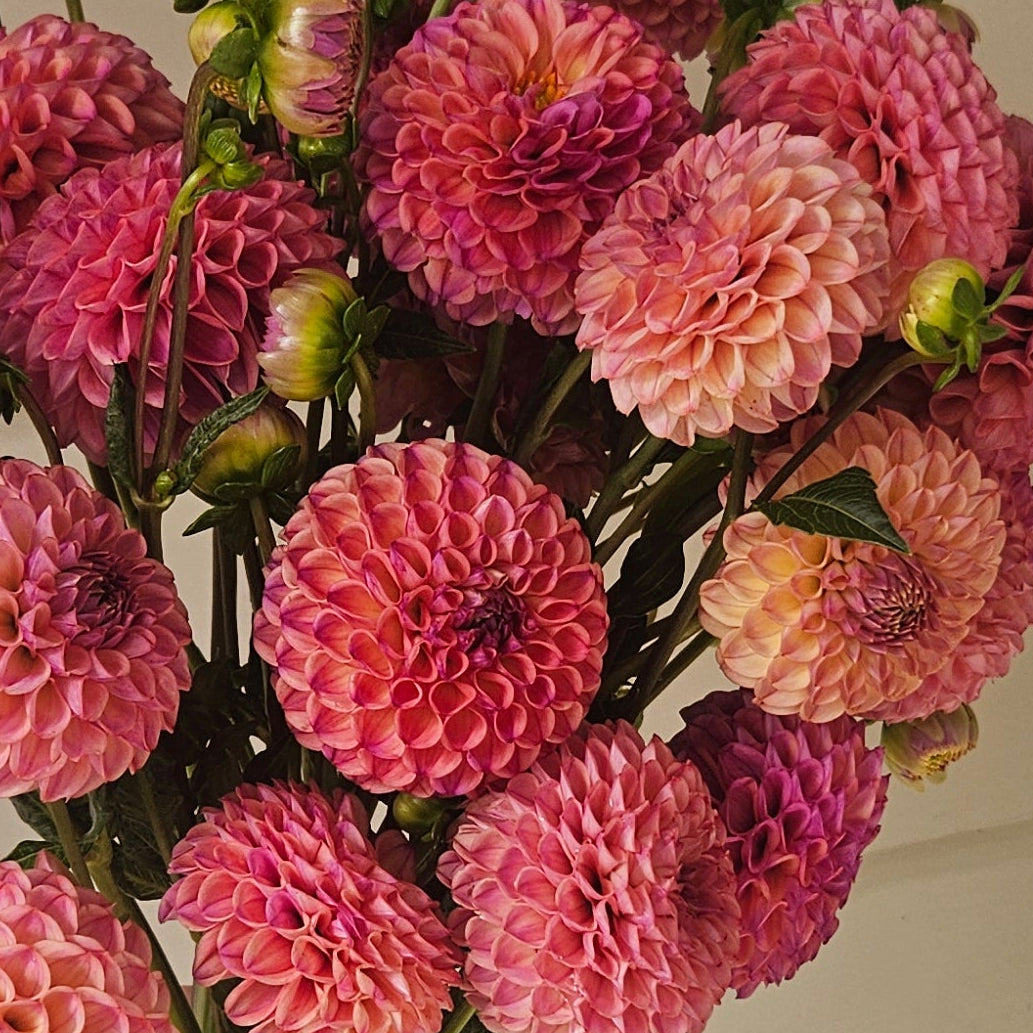 Isobel dahlia blooms in dusty pink, mauve and lavender tones
