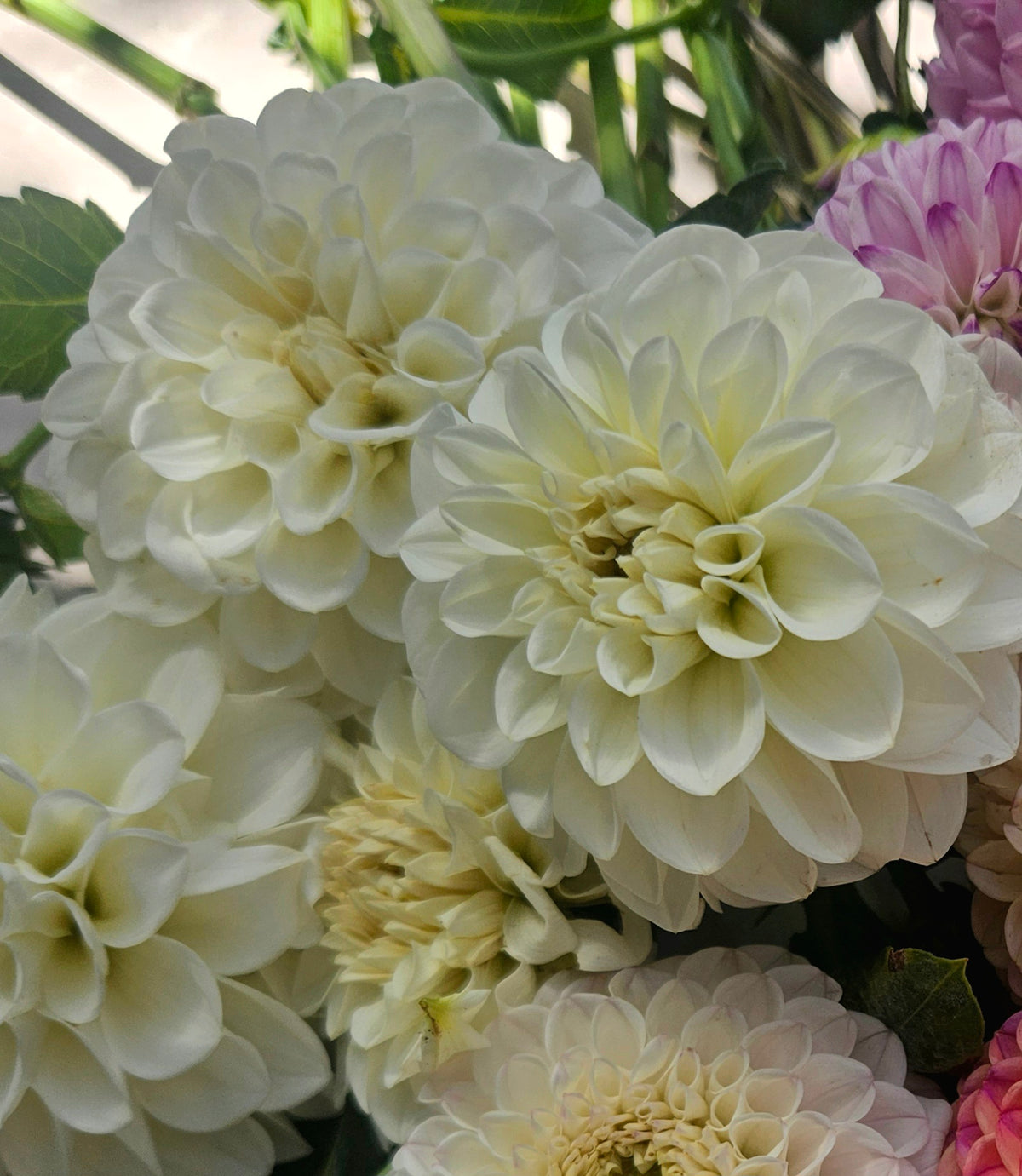 Boom Boom White Dahlia Tuber
