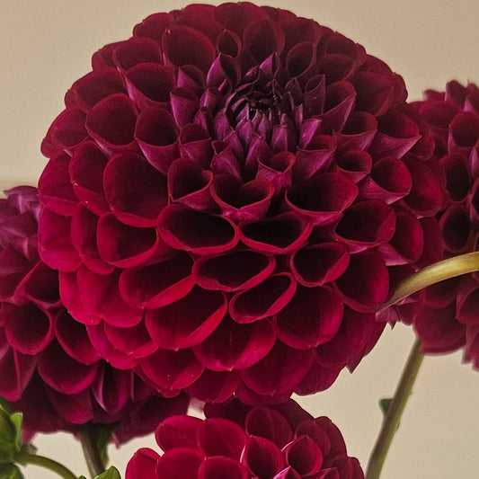 Ivanetti dahlia blooms in deep burgundy and dark plum