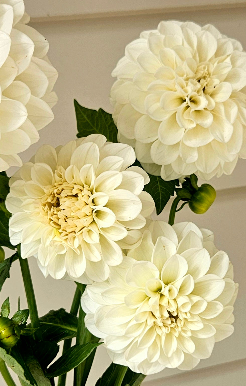 Boom Boom White Dahlia Tuber
