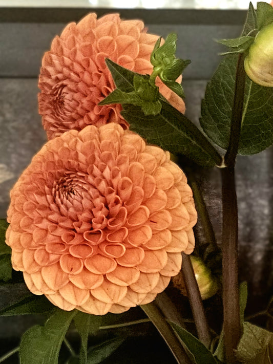 Cornel Bronze Dahlia Tuber