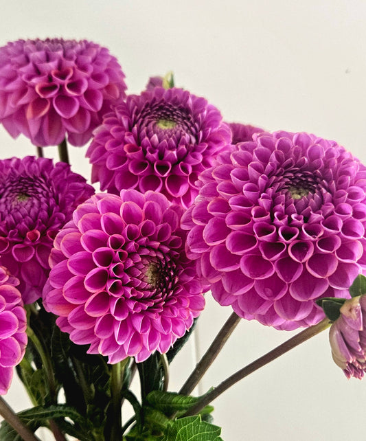 Isobel Dahlia Tuber