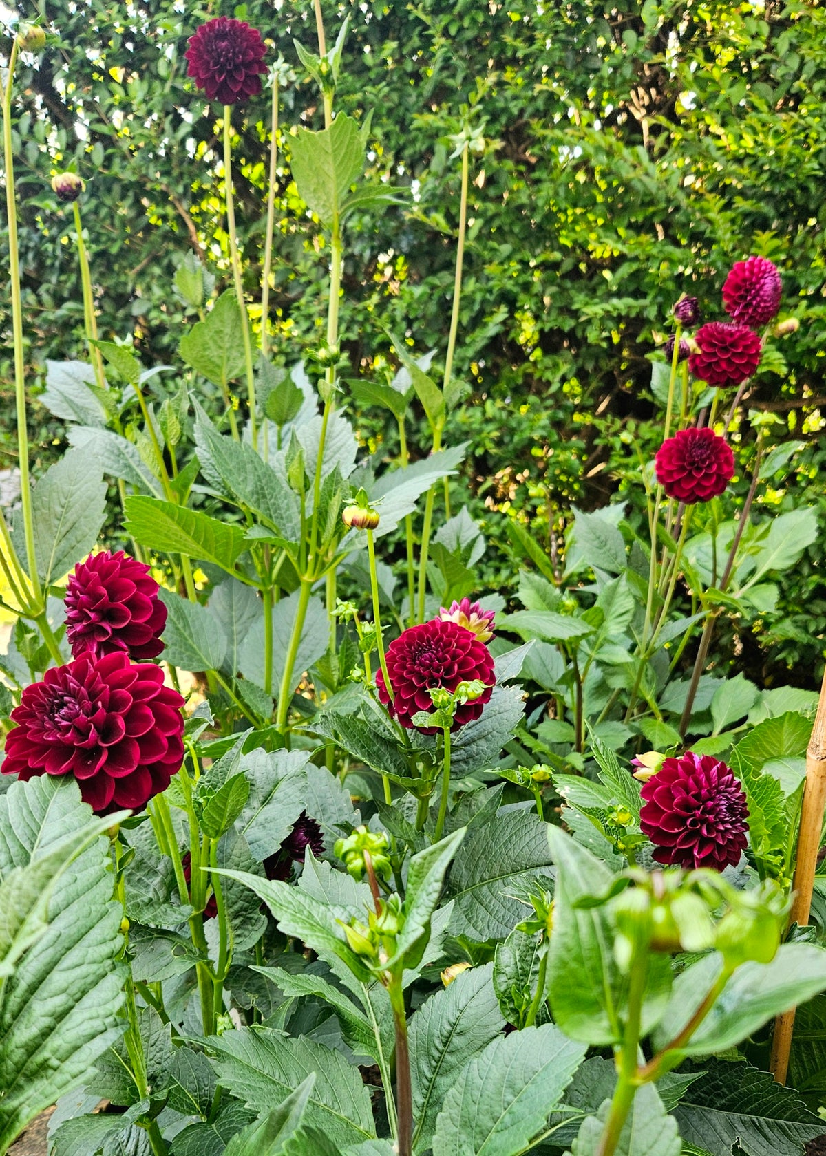 Ivanetti Dahlia Tuber