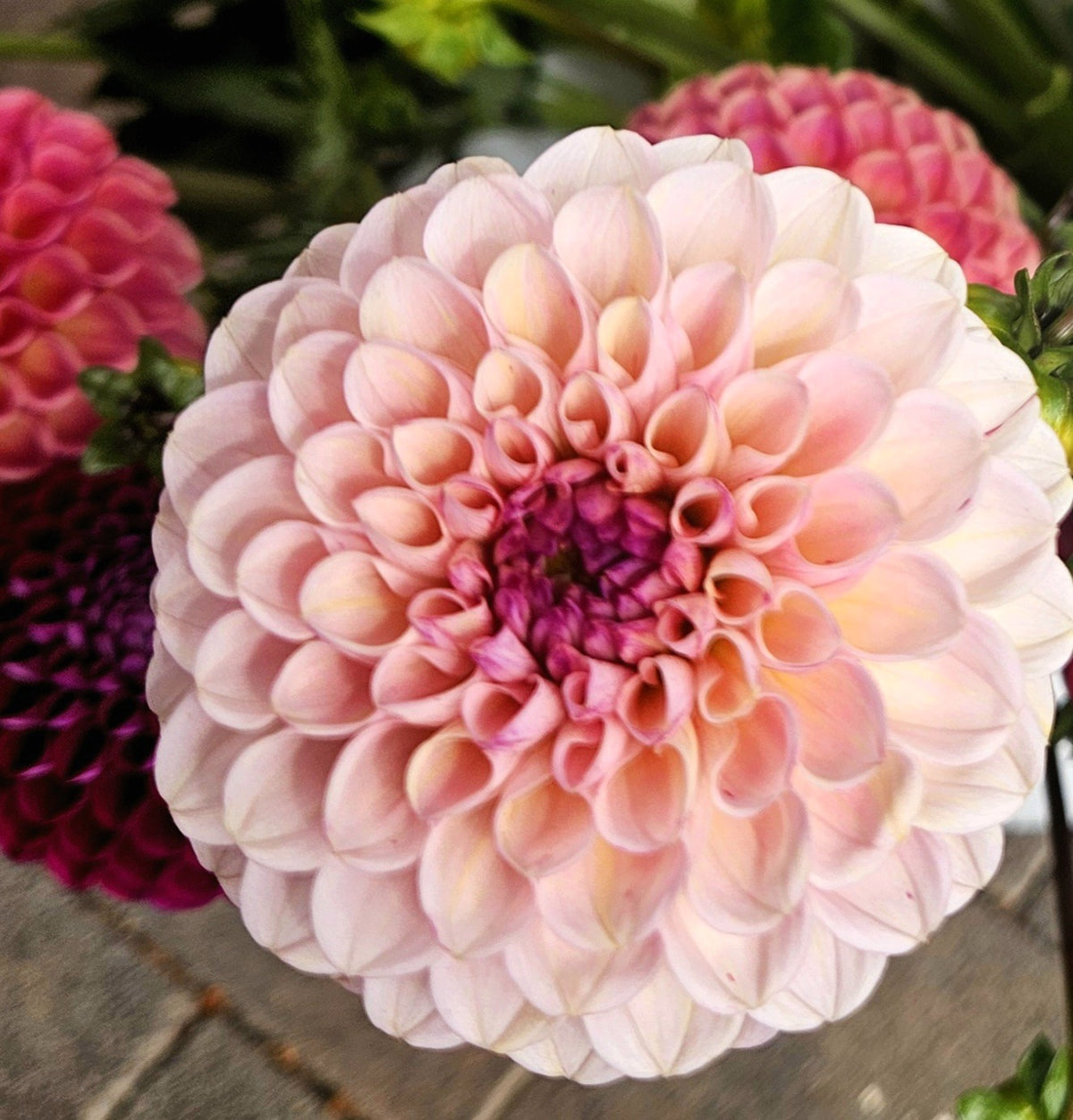 Wine Eyed Jill Dahlia Tuber