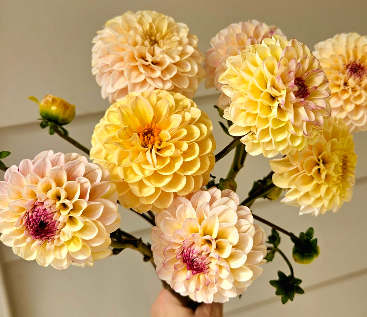 Wine Eyed Jill Dahlia Tuber