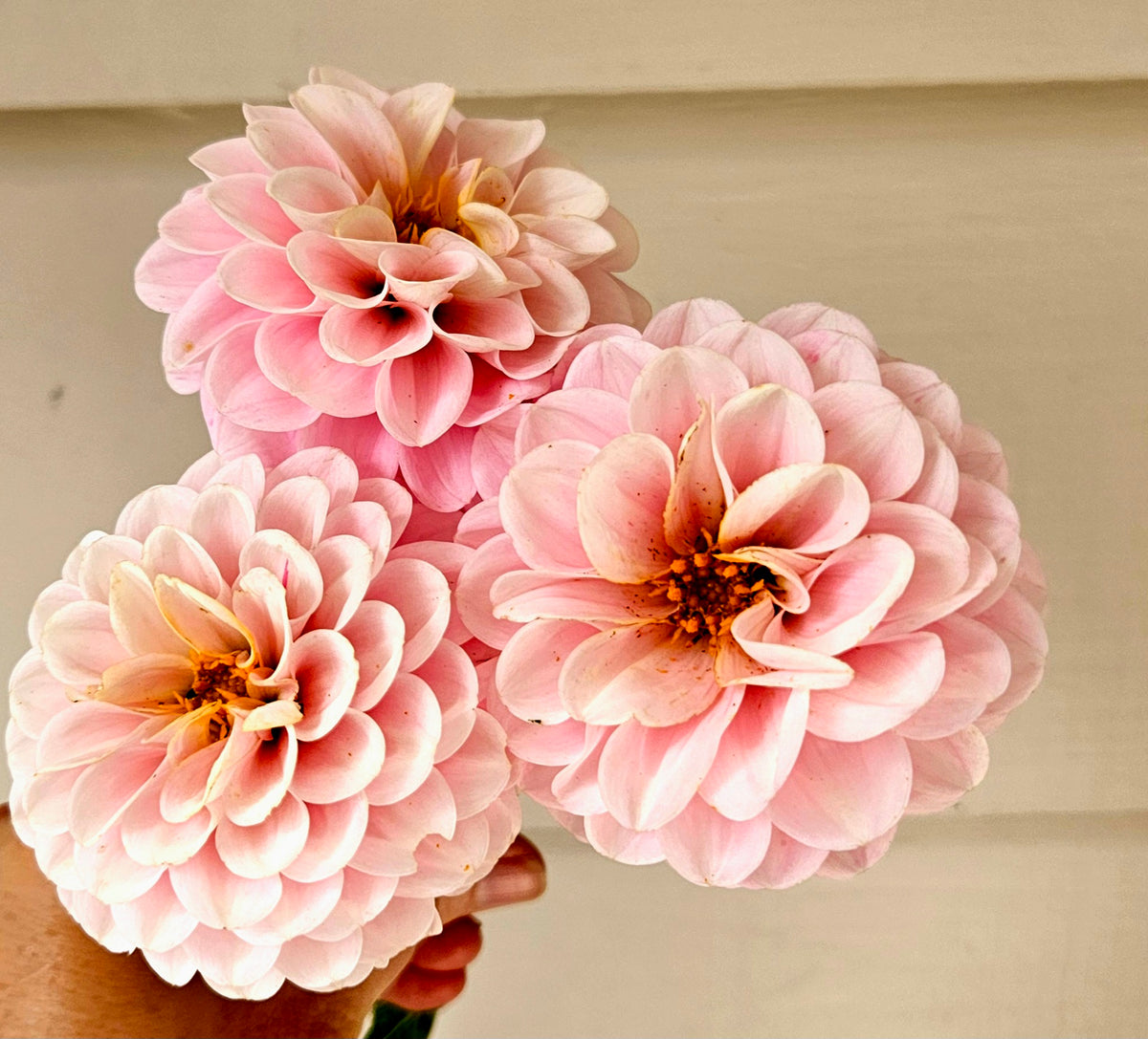 Wine Eyed Jill Dahlia Tuber