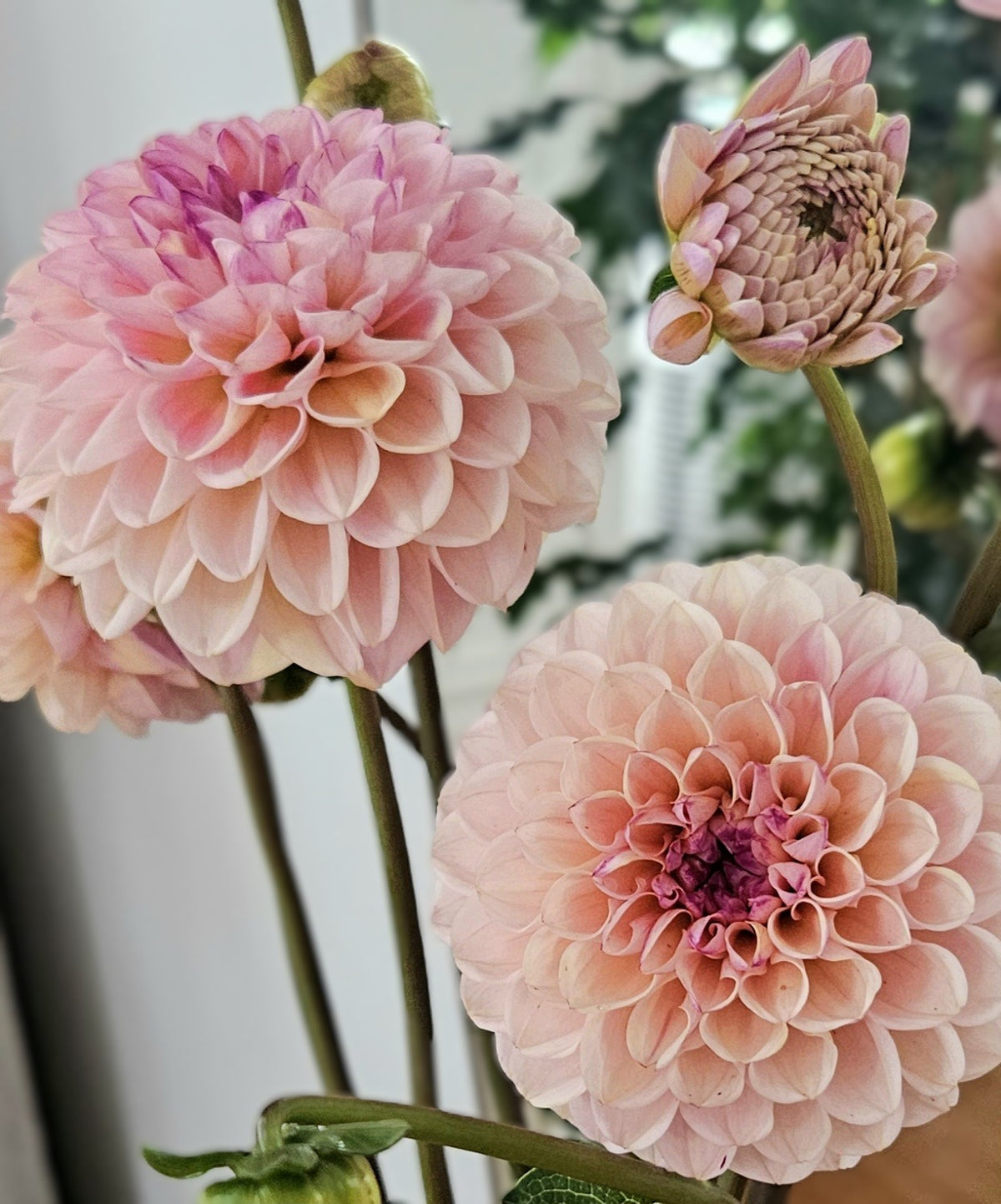 Wine Eyed Jill Dahlia Tuber